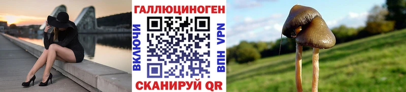 Купить  Верещагино  Галлюциногенные грибы Psilocybe 